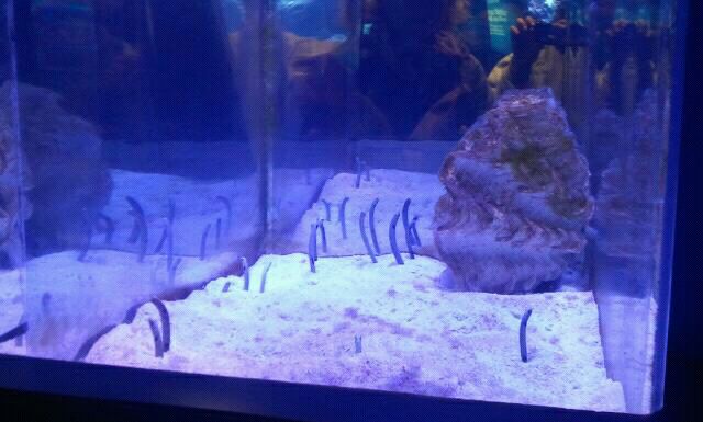 Spotted garden eel tank