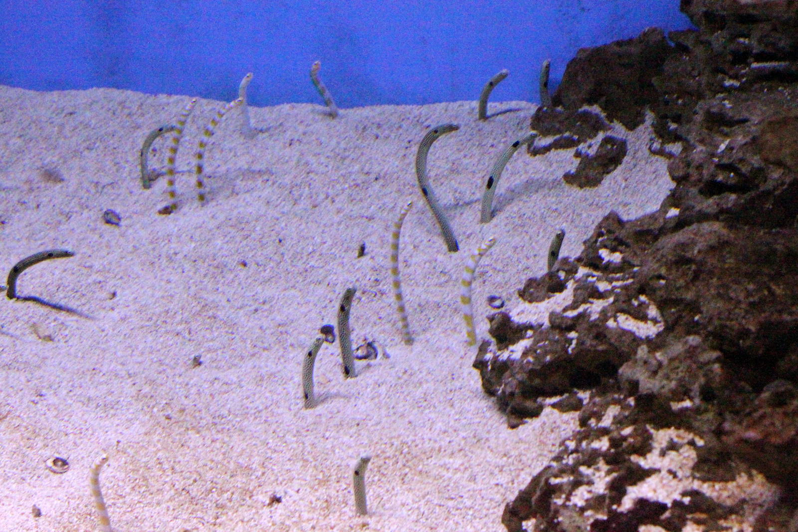 Spotted Garden Eel