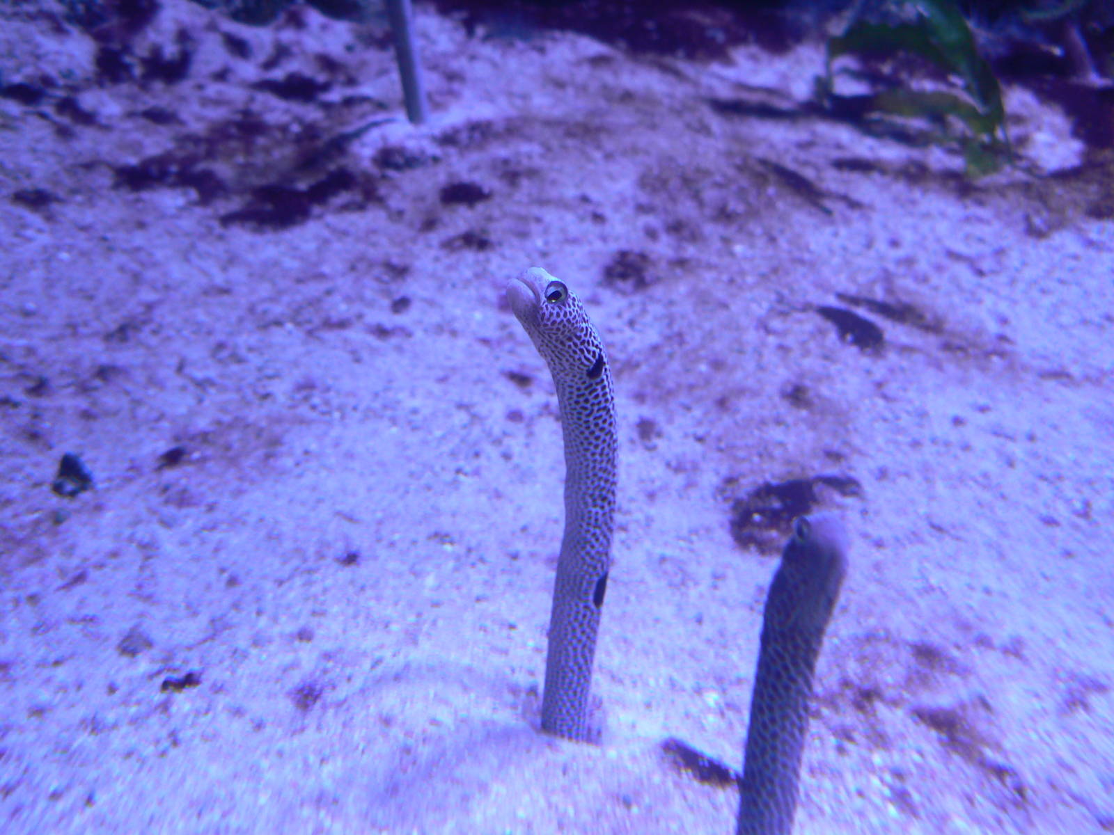 Spotted Garden Eel