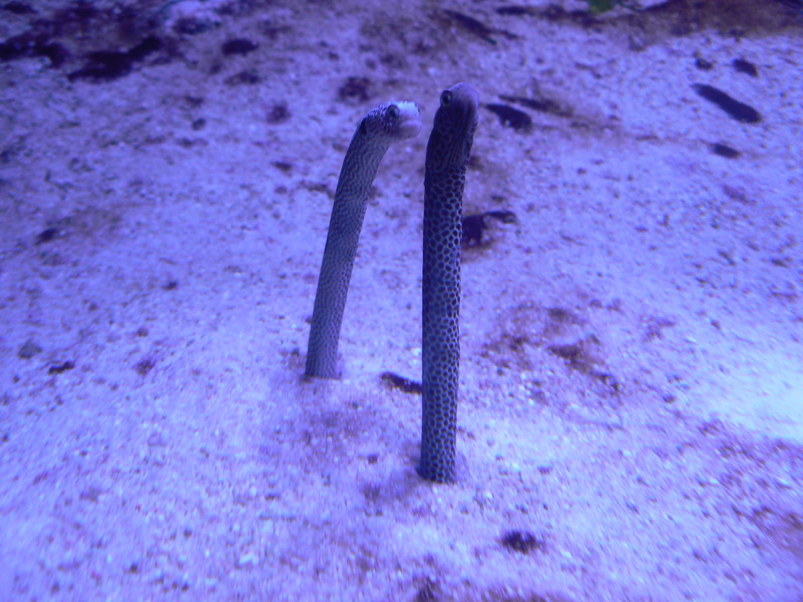 Spotted Garden Eel