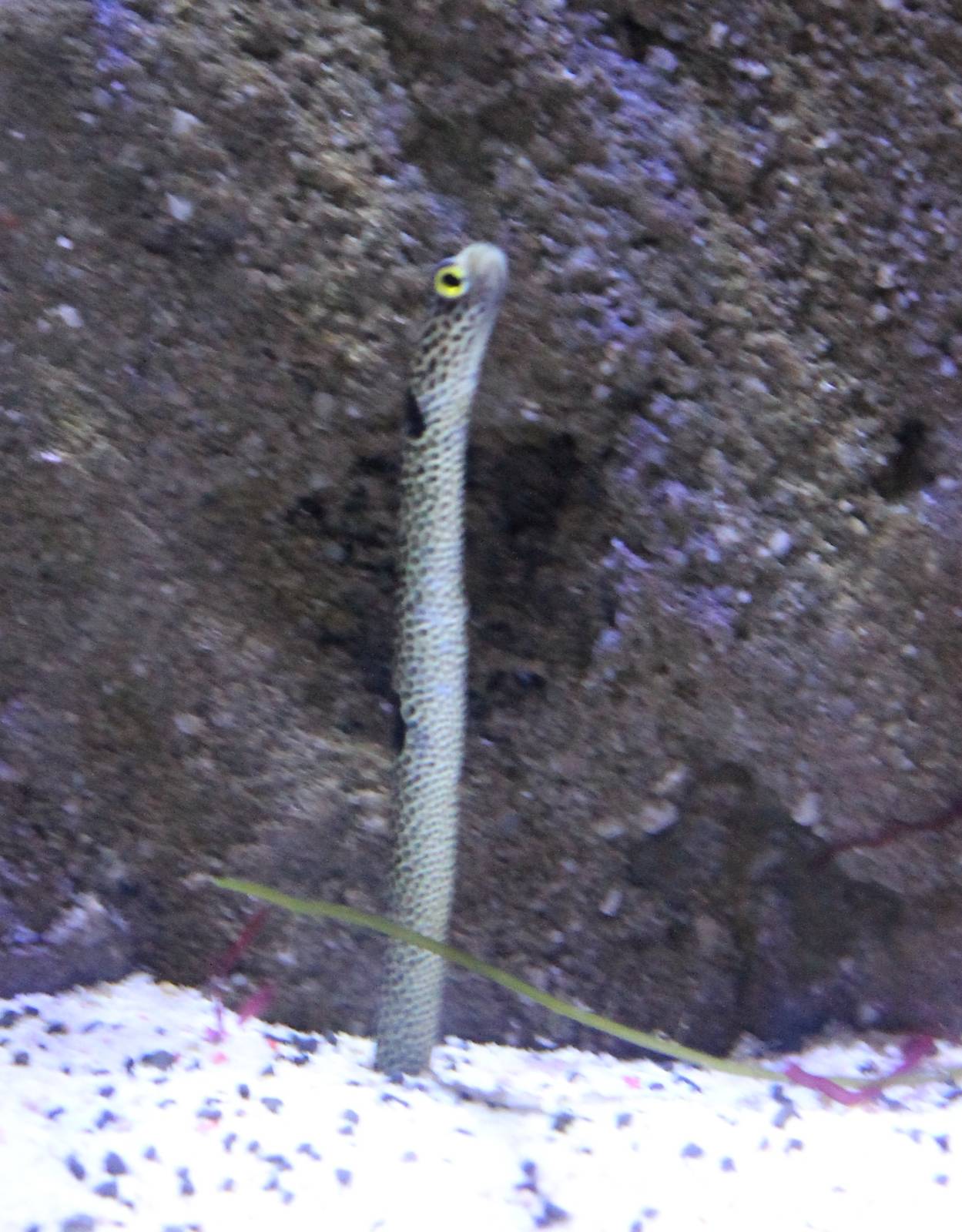 Spotted garden-eel