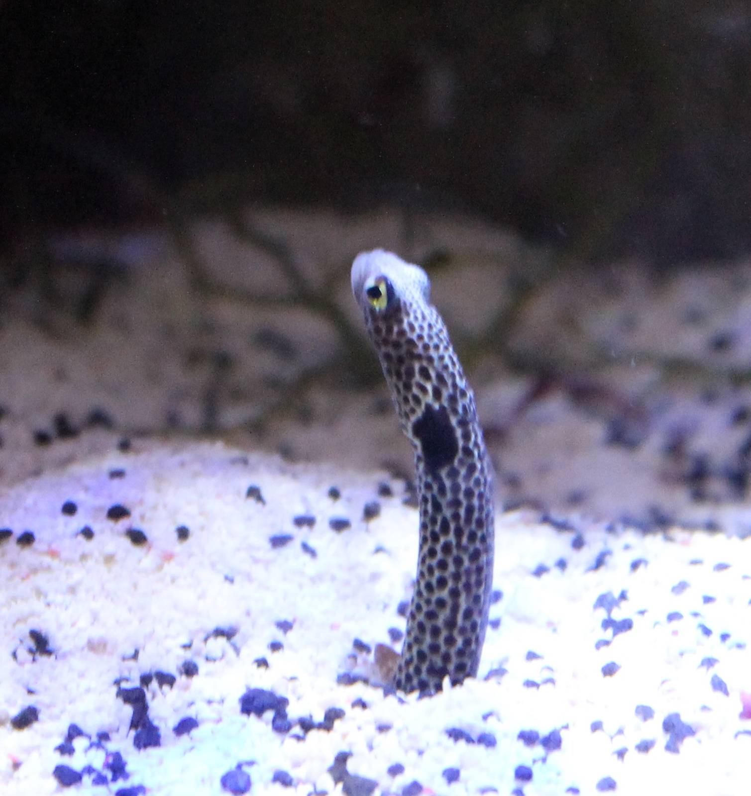 Spotted garden-eel