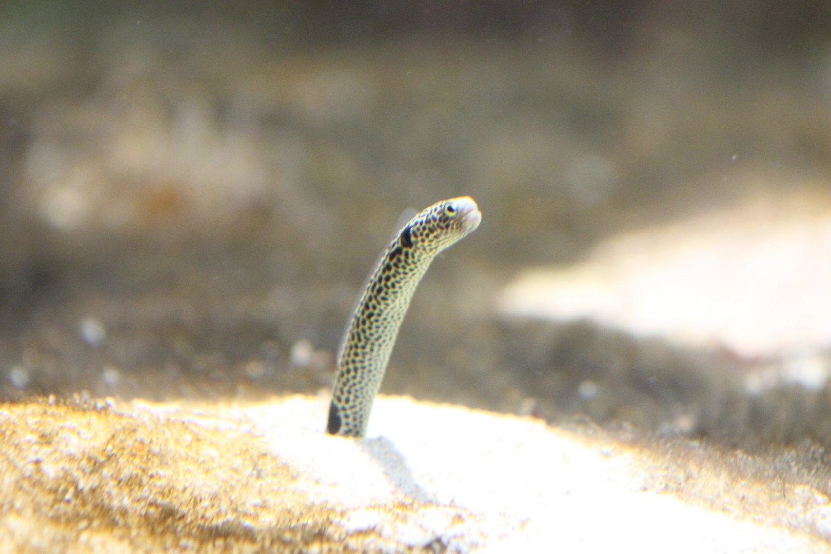 Spotted garden eel
