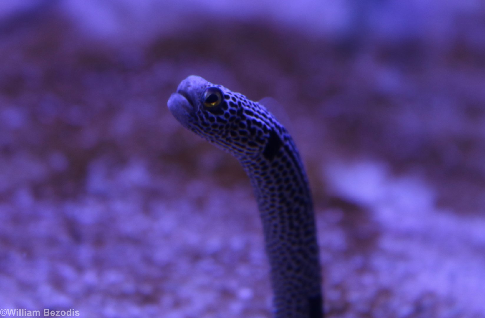 Spotted Garden Eel
