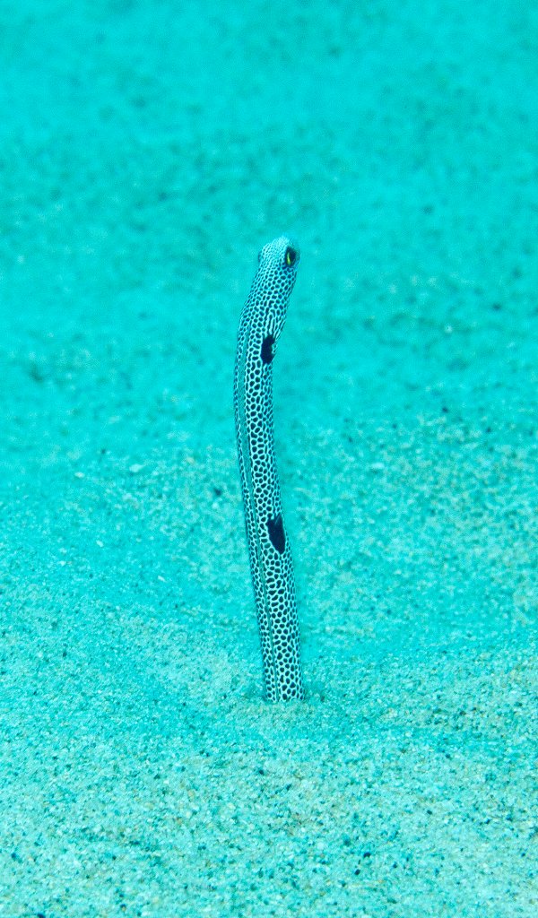 Spotted Garden Eel