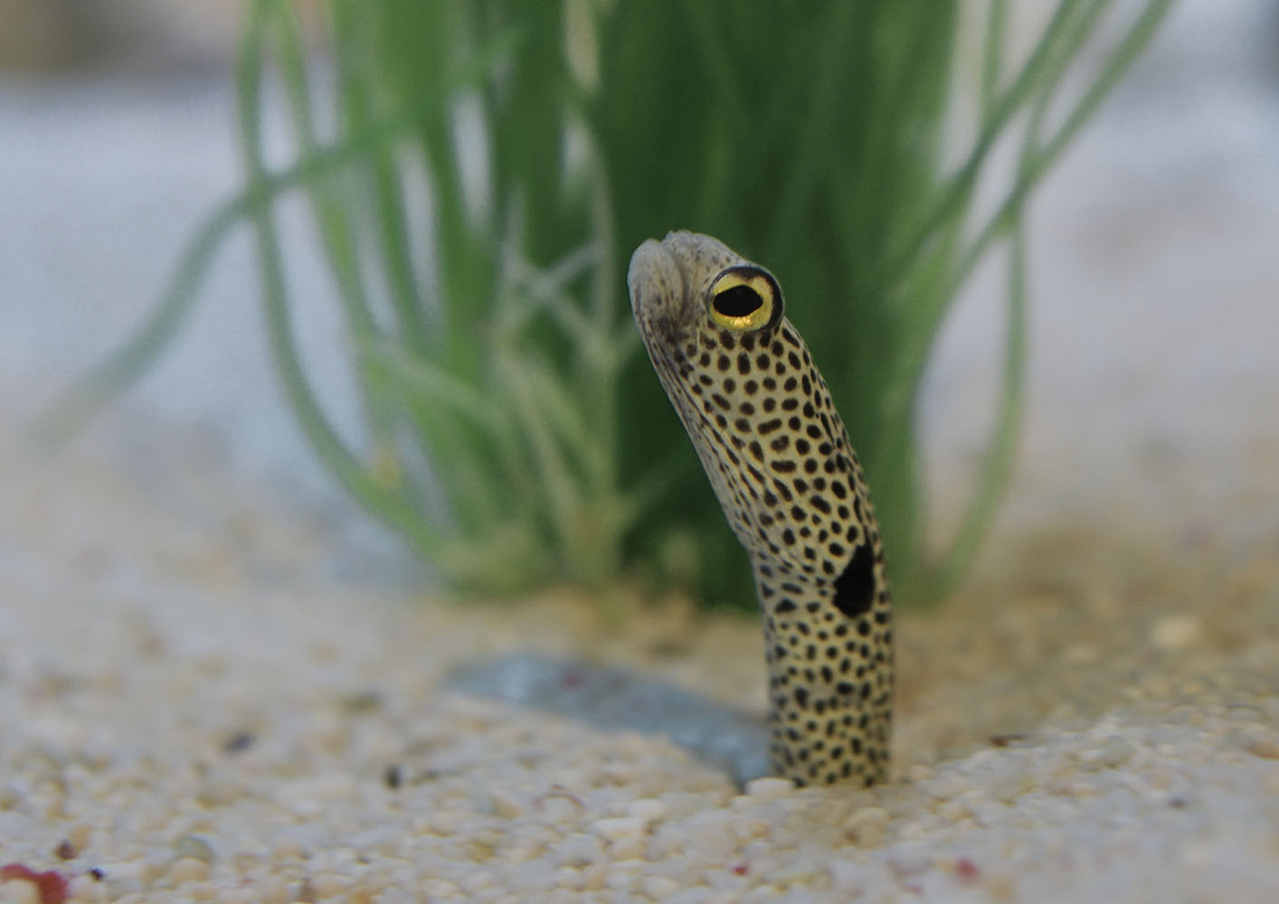 Spotted garden eel