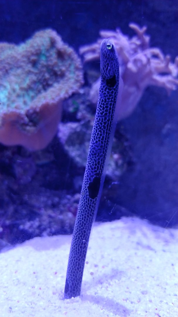 Spotted Garden Eel