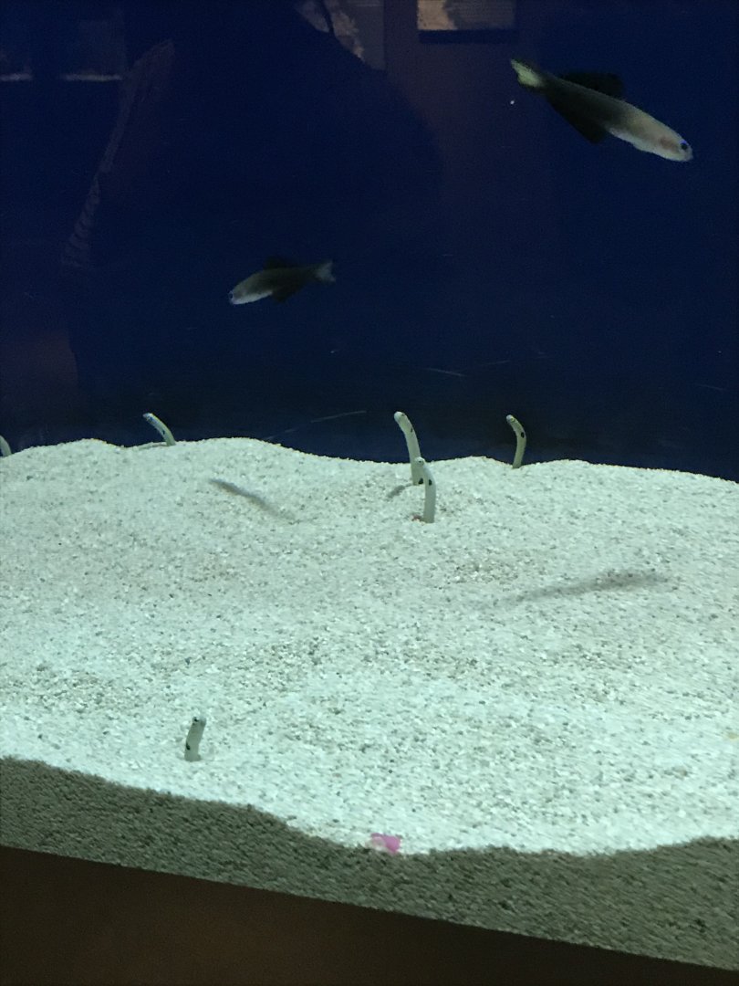 Spotted Garden Eel