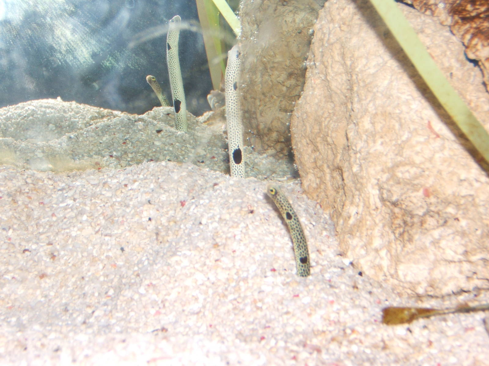 Spotted Garden Eel
