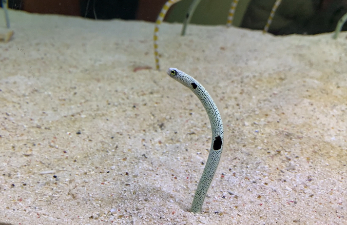 Spotted Garden Eel