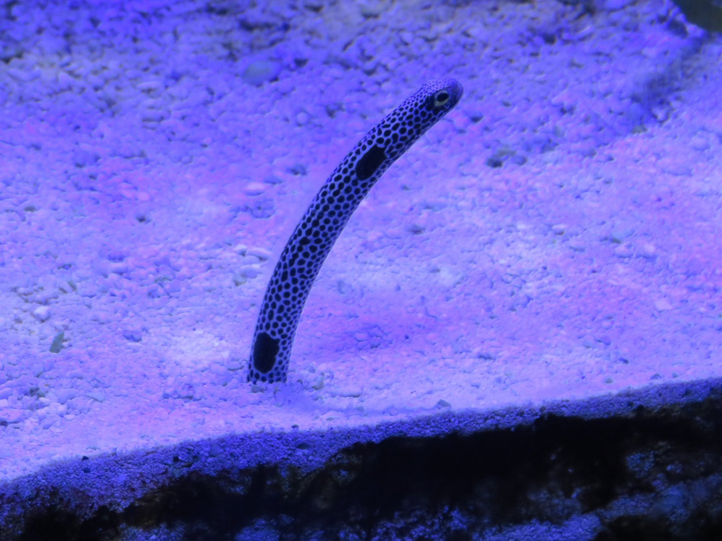 Spotted garden eel