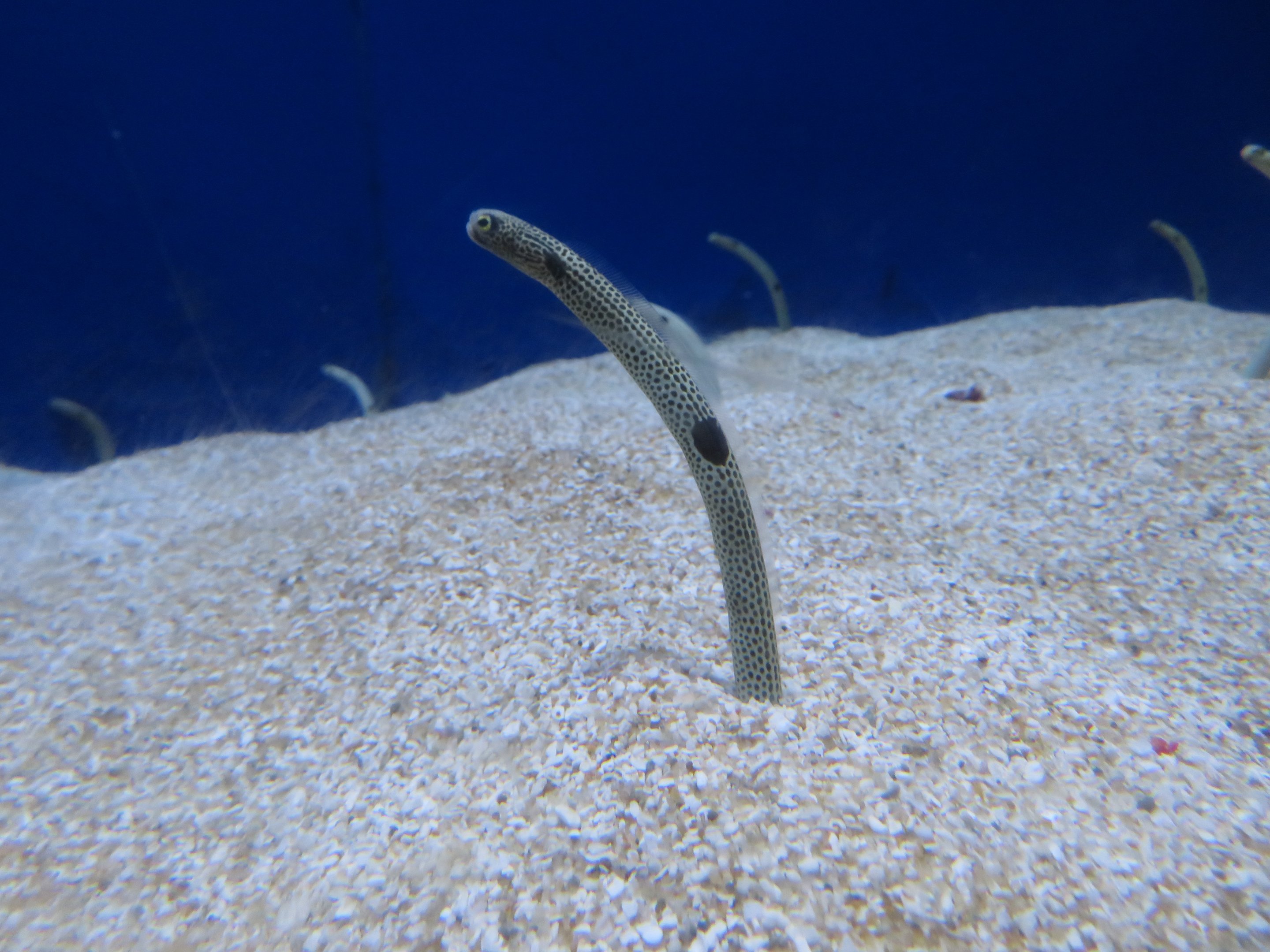 Spotted Garden Eel