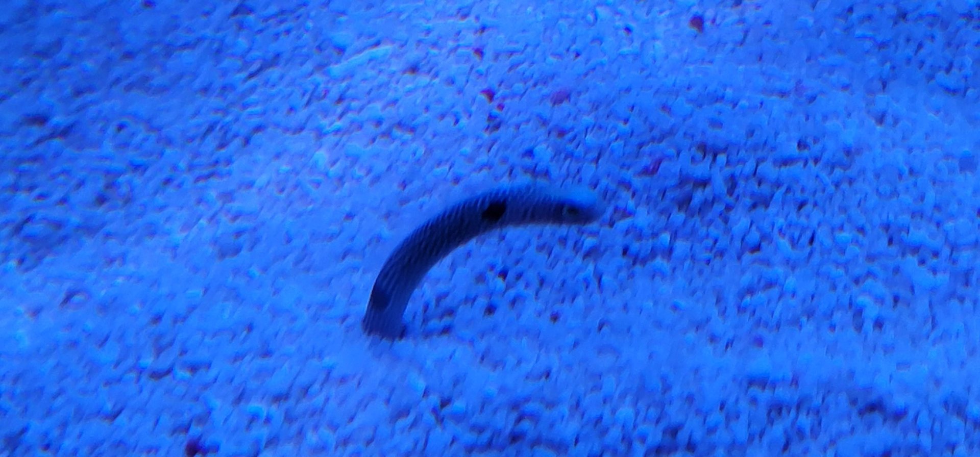 Spotted Garden Eel