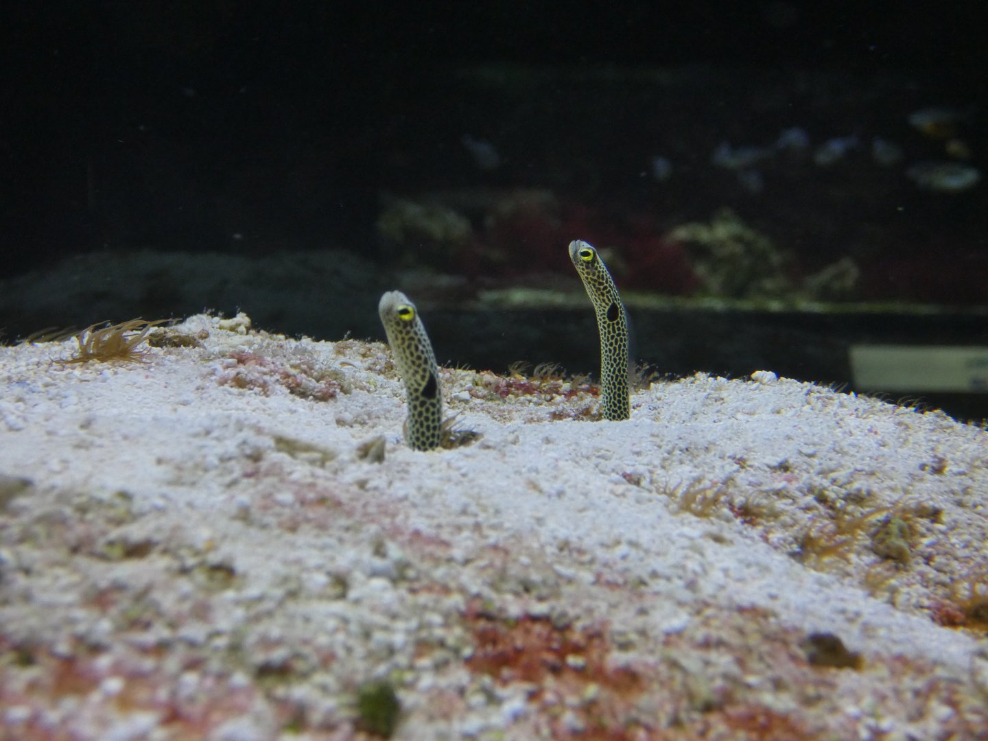Spotted garden eel