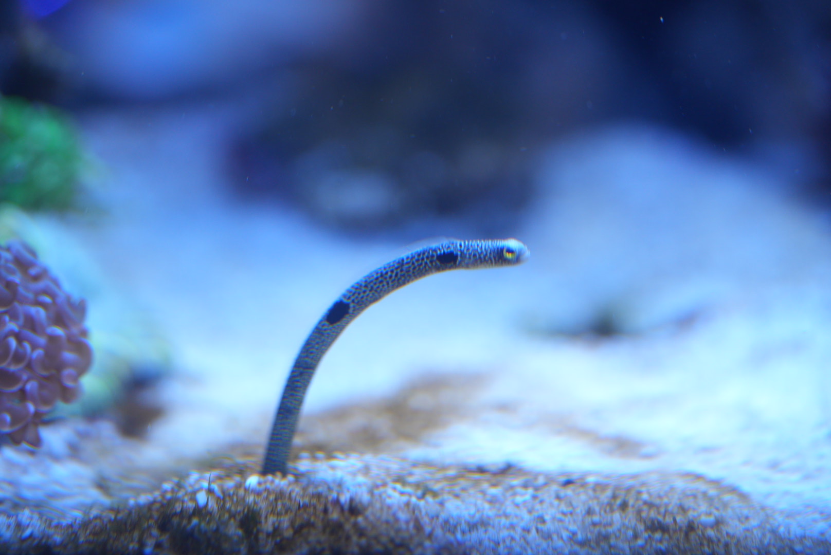 Spotted Garden Eel