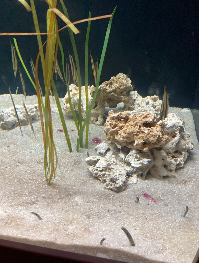 Spotted Garden Eels and Razorfish (8/10/23)