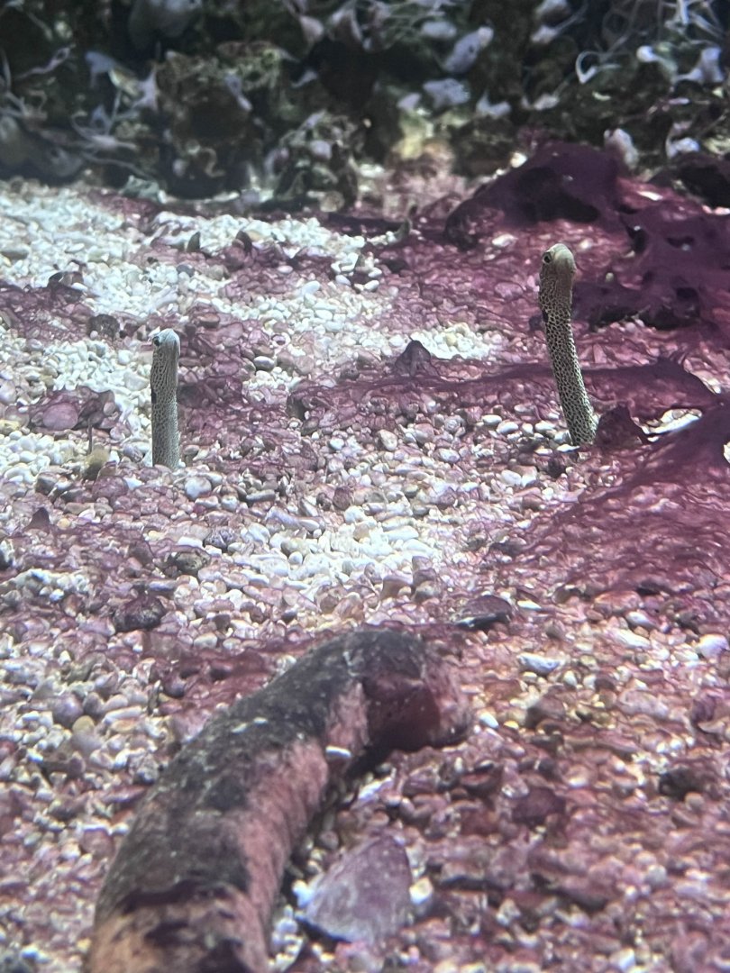 Spotted garden eels/Pink and black sea cucumber