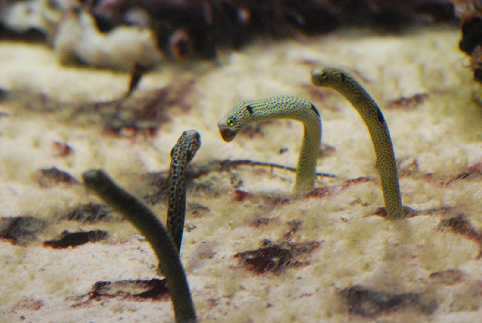 Spotted garden eels