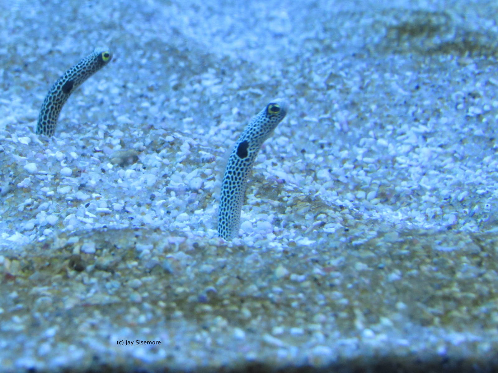 Spotted Garden Eels