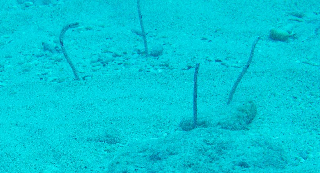 Spotted Garden Eels