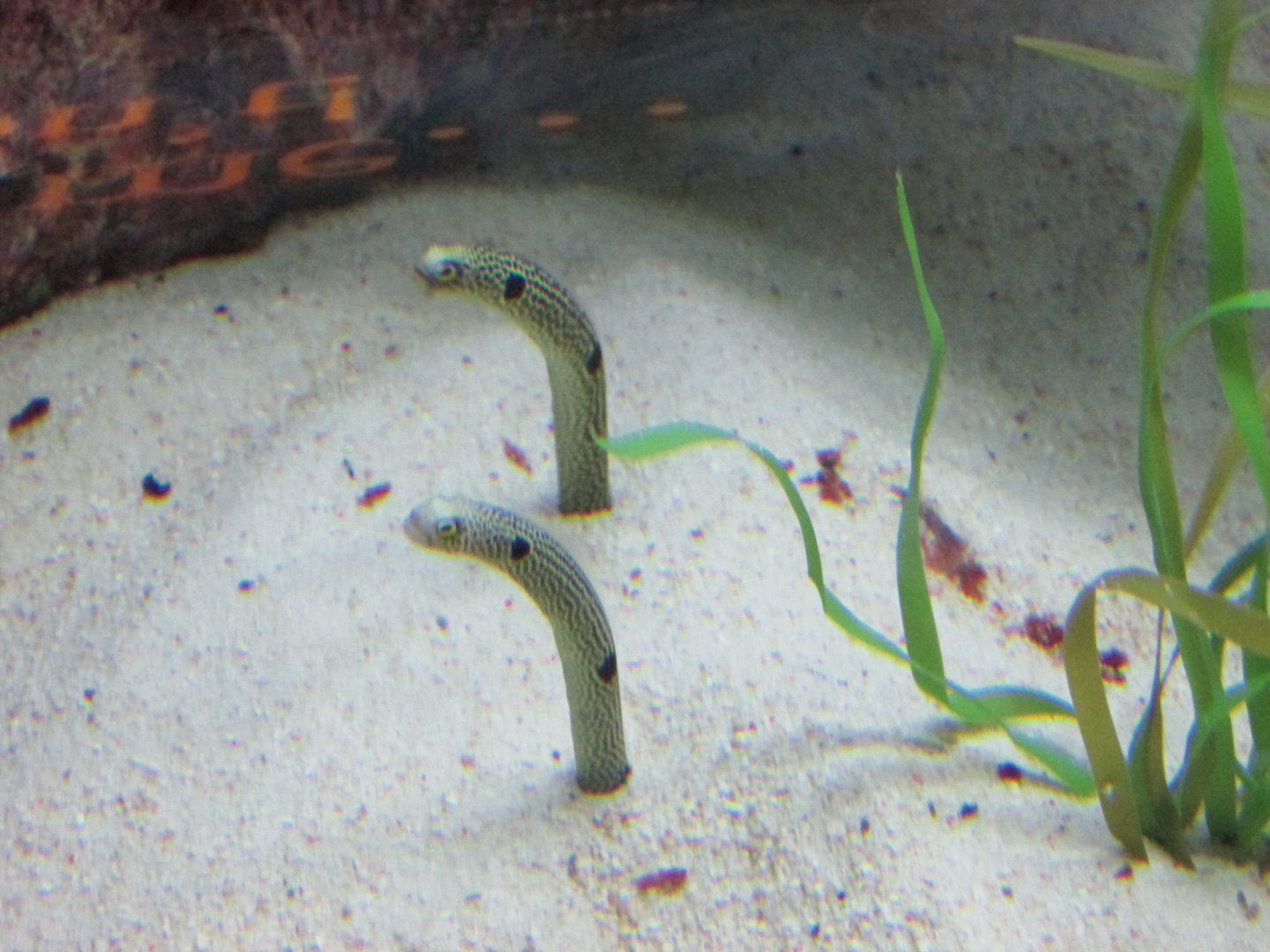 spotted garden eels