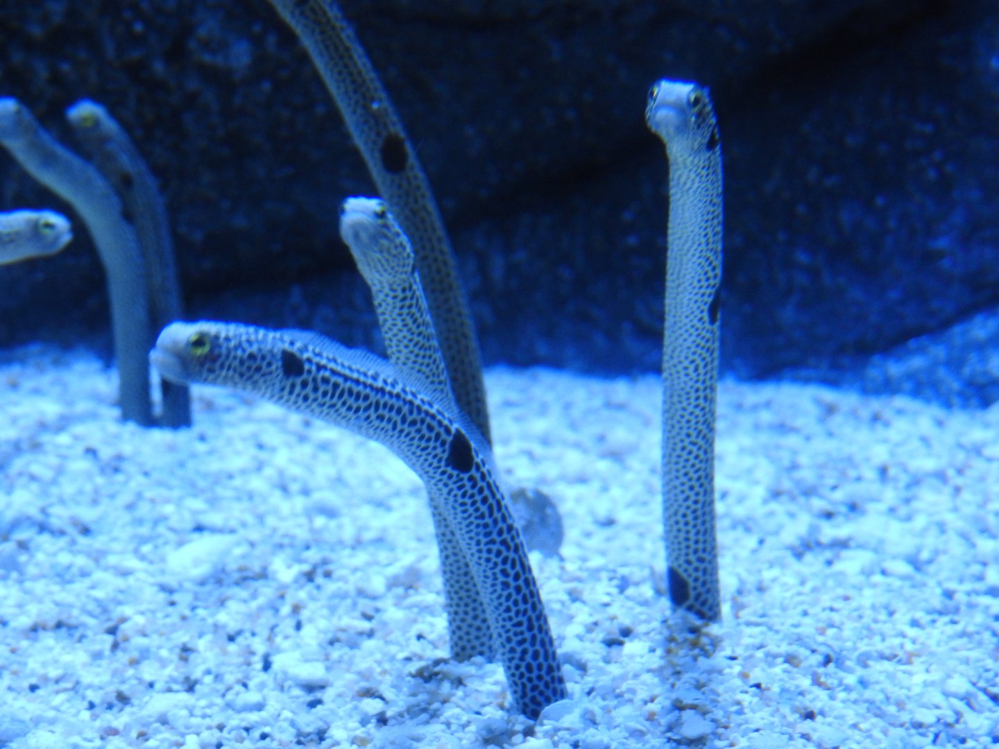 Spotted Garden Eels