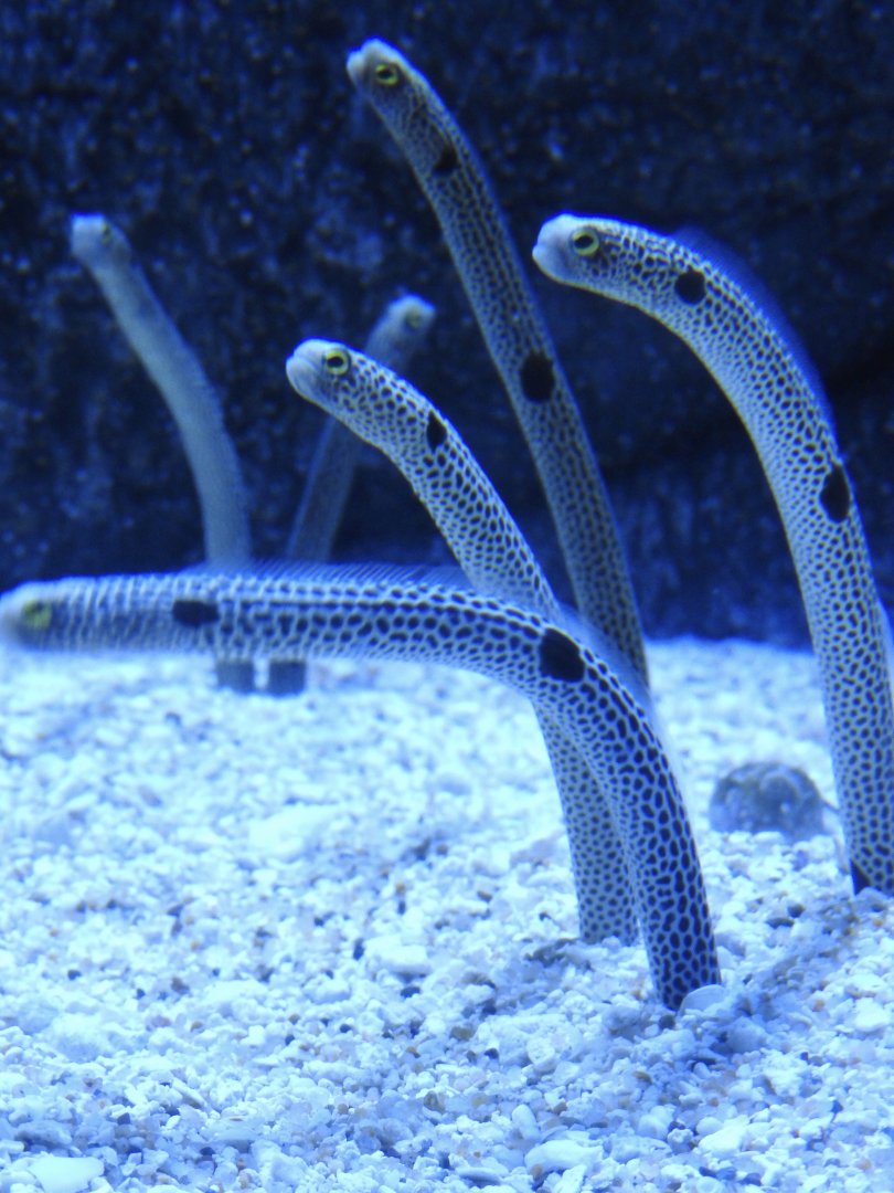 Spotted Garden Eels