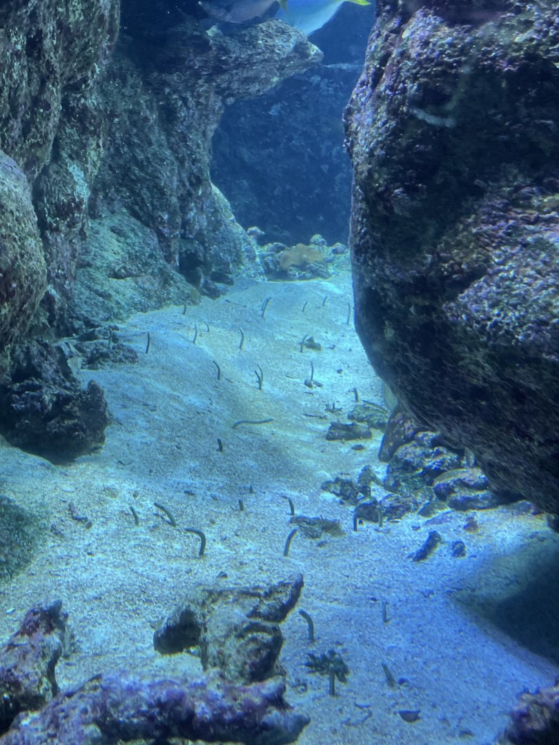 Spotted garden eels