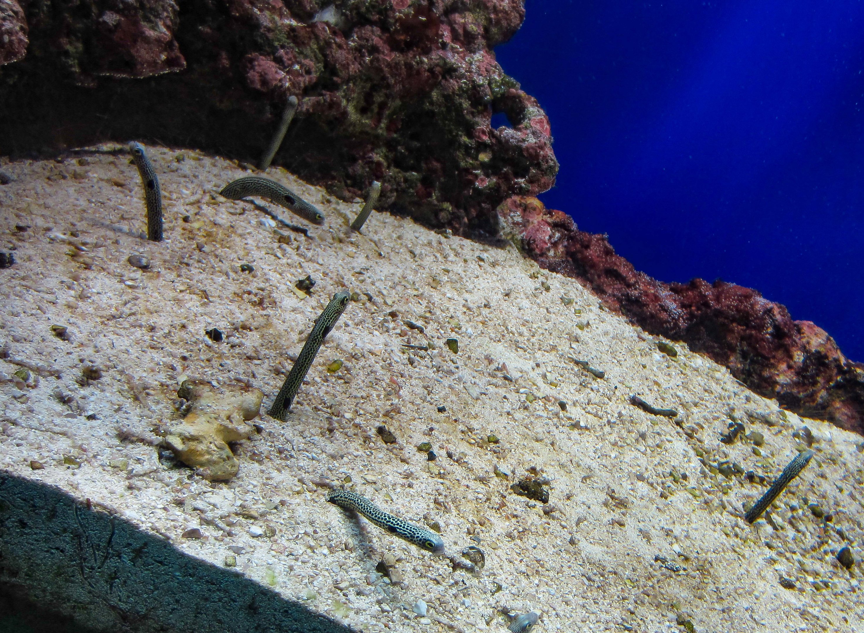 Spotted Garden Eels