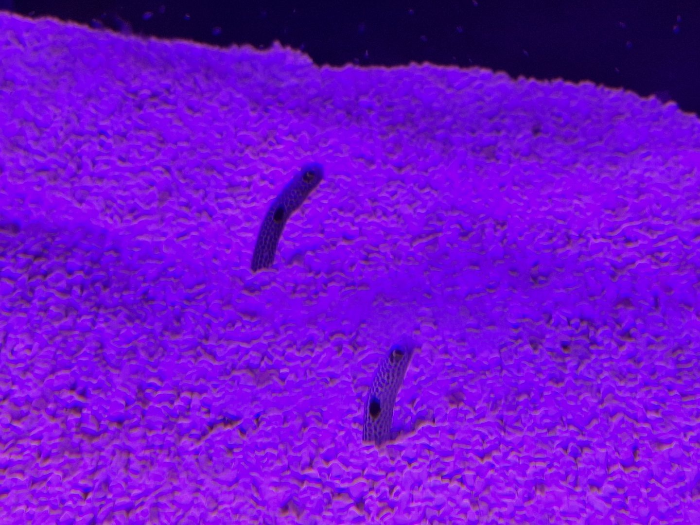 Spotted Garden Eels
