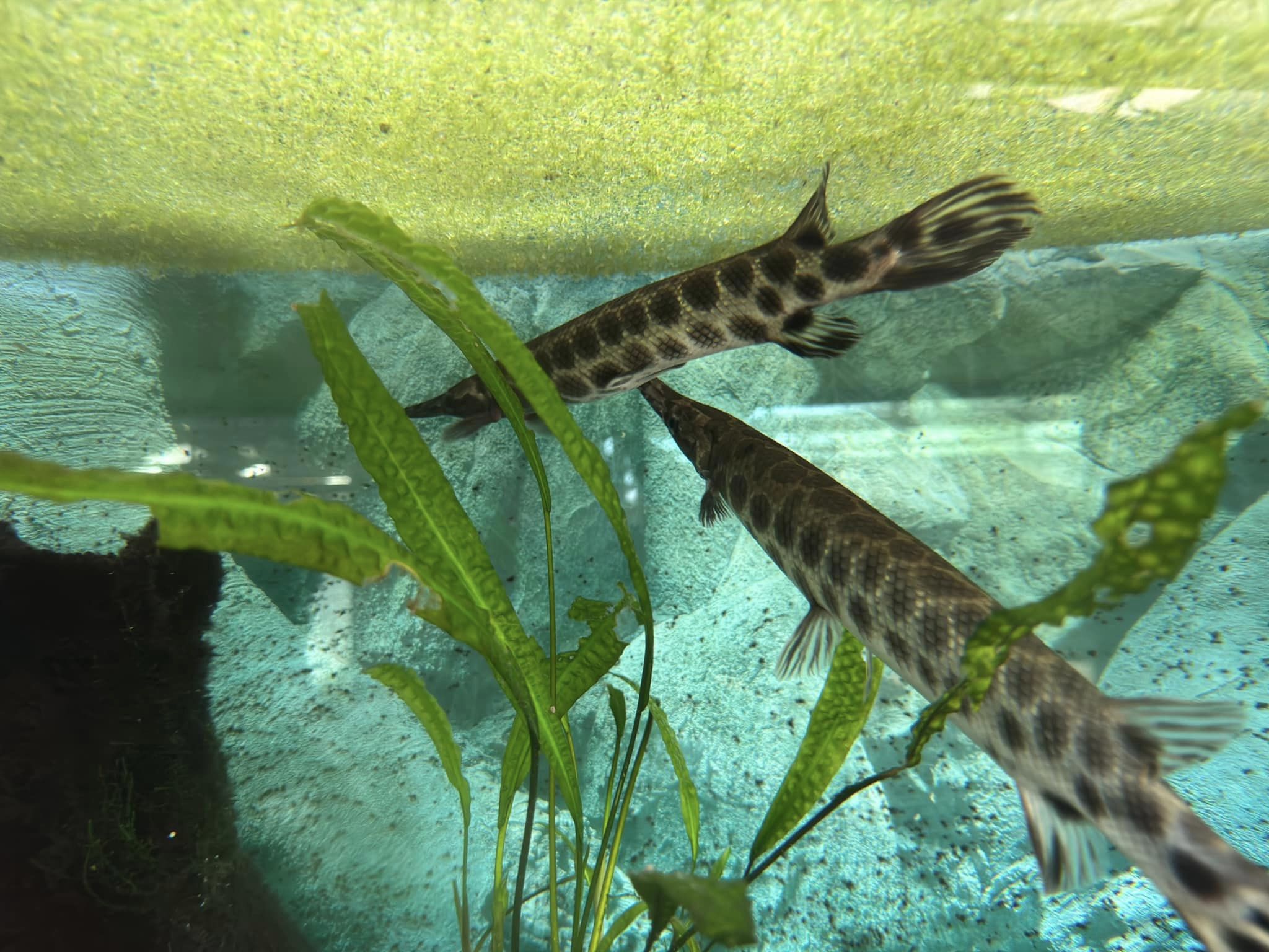 Spotted gars? - Stanice přírodovědců (Prague/Praha)