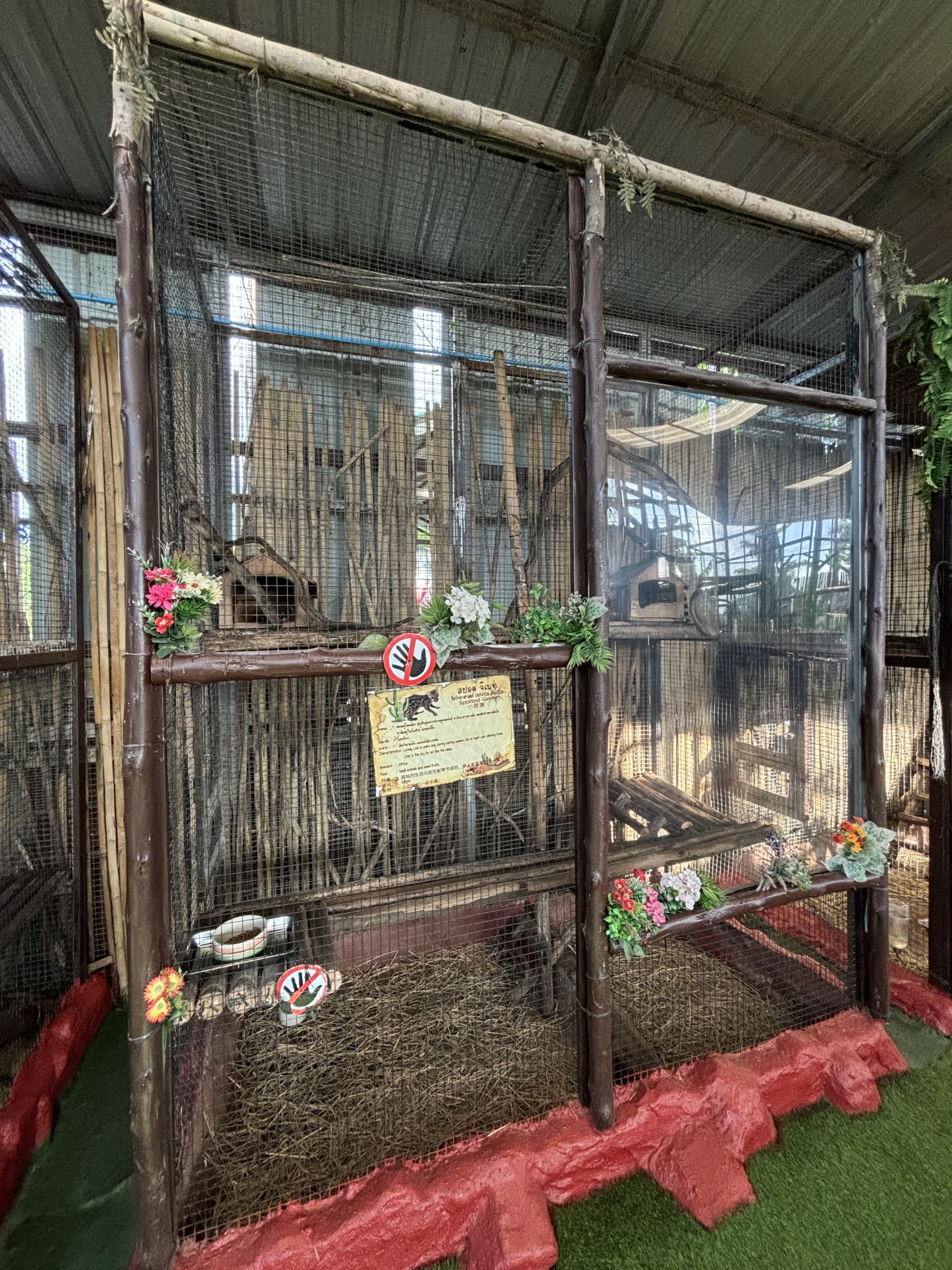 Spotted Genet Exhibit