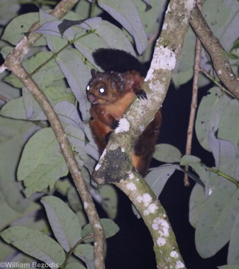 Spotted Giant Flying Squirrel - Fraser's Hill