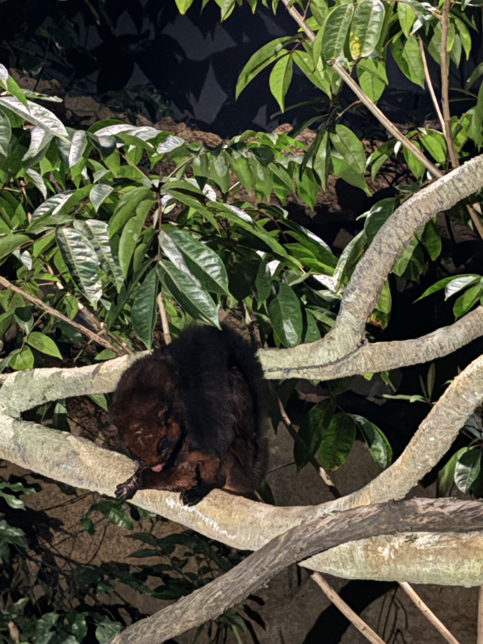 Spotted Giant Flying Squirrel - Pangolin Trail