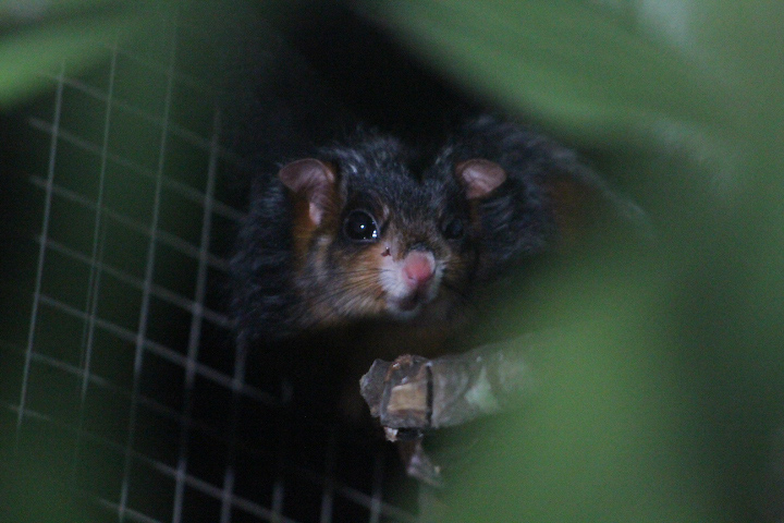 Spotted giant flying squirrel (Petaurista elegans elegans) face - PCBA