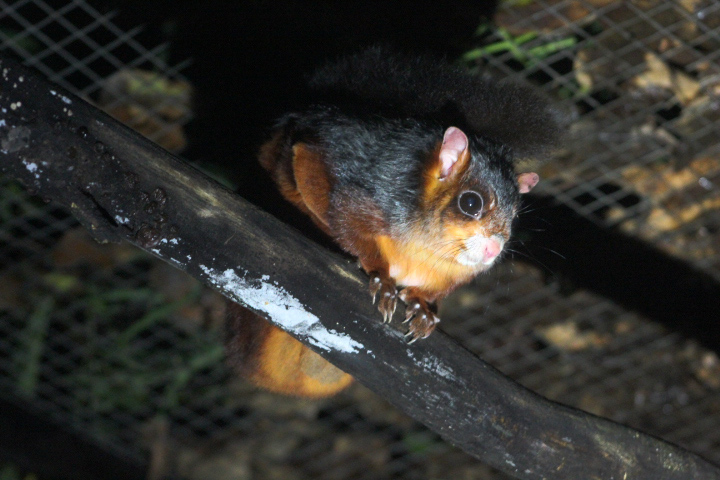 Spotted giant flying squirrel (Petaurista elegans elegans) full body - PCBA