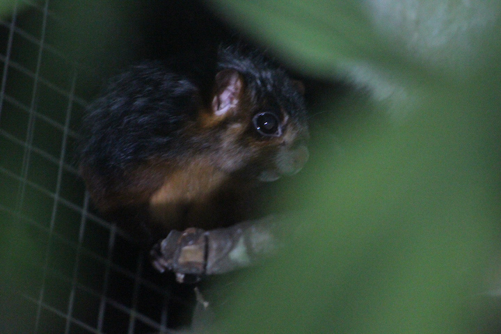 Spotted giant flying squirrel (Petaurista elegans elegans) looking away - PCBA