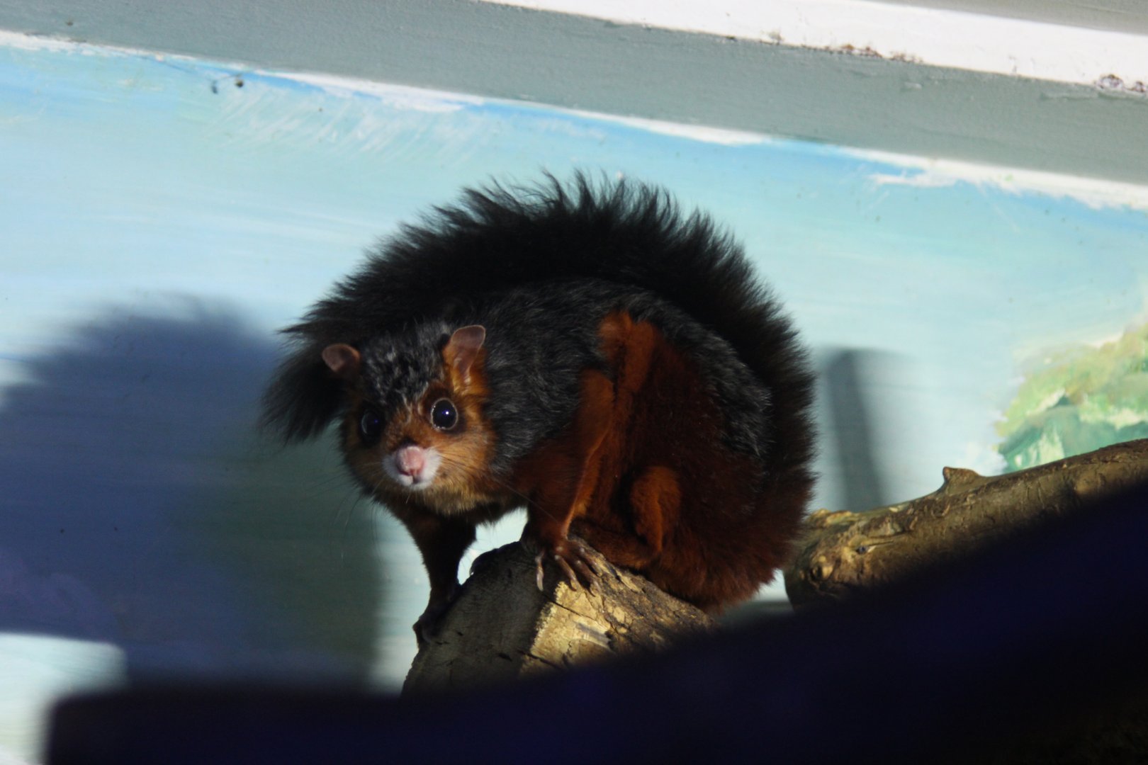 spotted giant flying squirrel (Petaurista elegans)