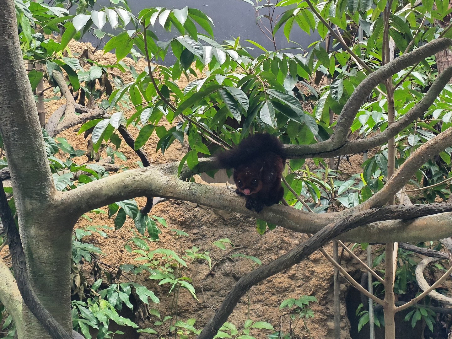 Spotted Giant Flying Squirrel (Petaurista elegans)
