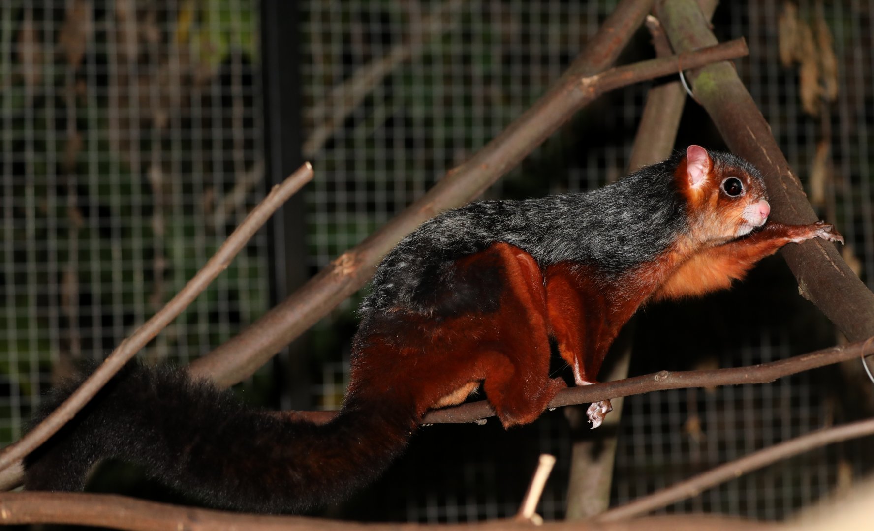 spotted giant flying squirrel (Petaurista elegans)