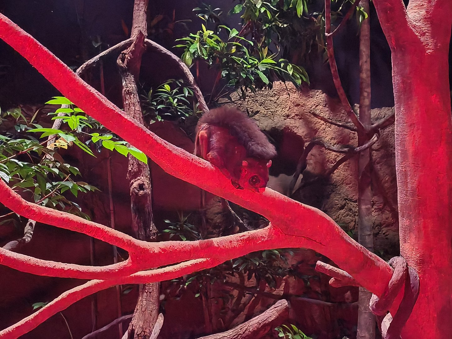 Spotted Giant Flying Squirrel (Petaurista elegans)