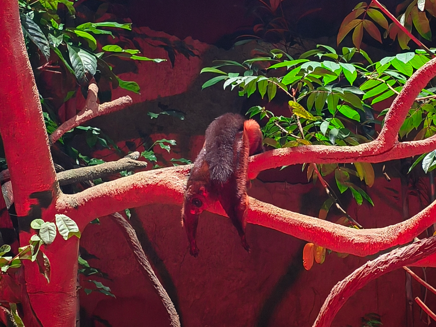 Spotted Giant Flying Squirrel (Petaurista elegans)