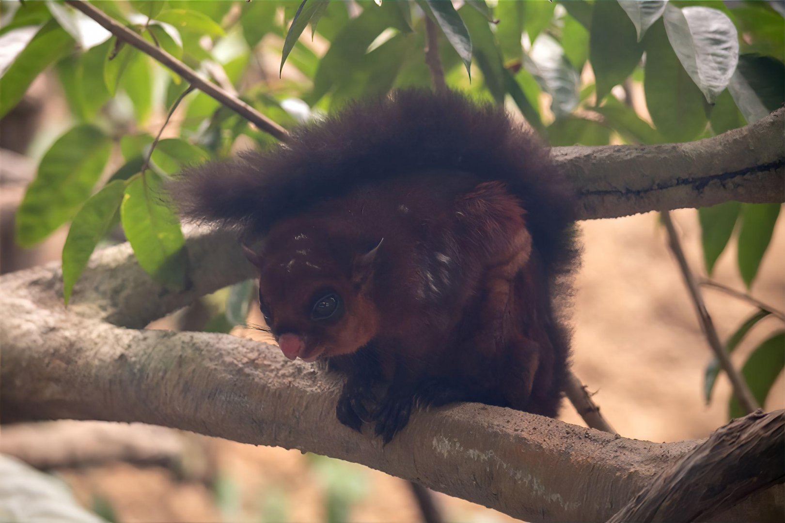 Spotted Giant Flying Squirrel
