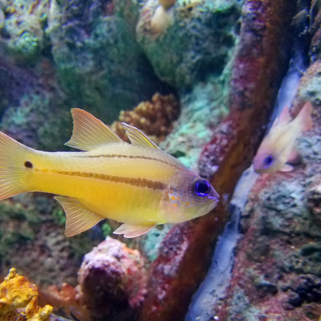Spotted-Gill Cardinalfish (Ostorhinchus chrysopomus)