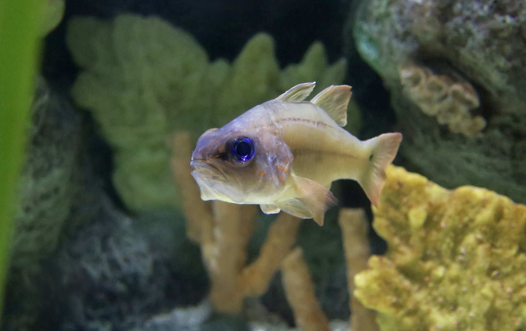 Spotted-Gill Cardinalfish (Ostorhinchus chrysopomus)