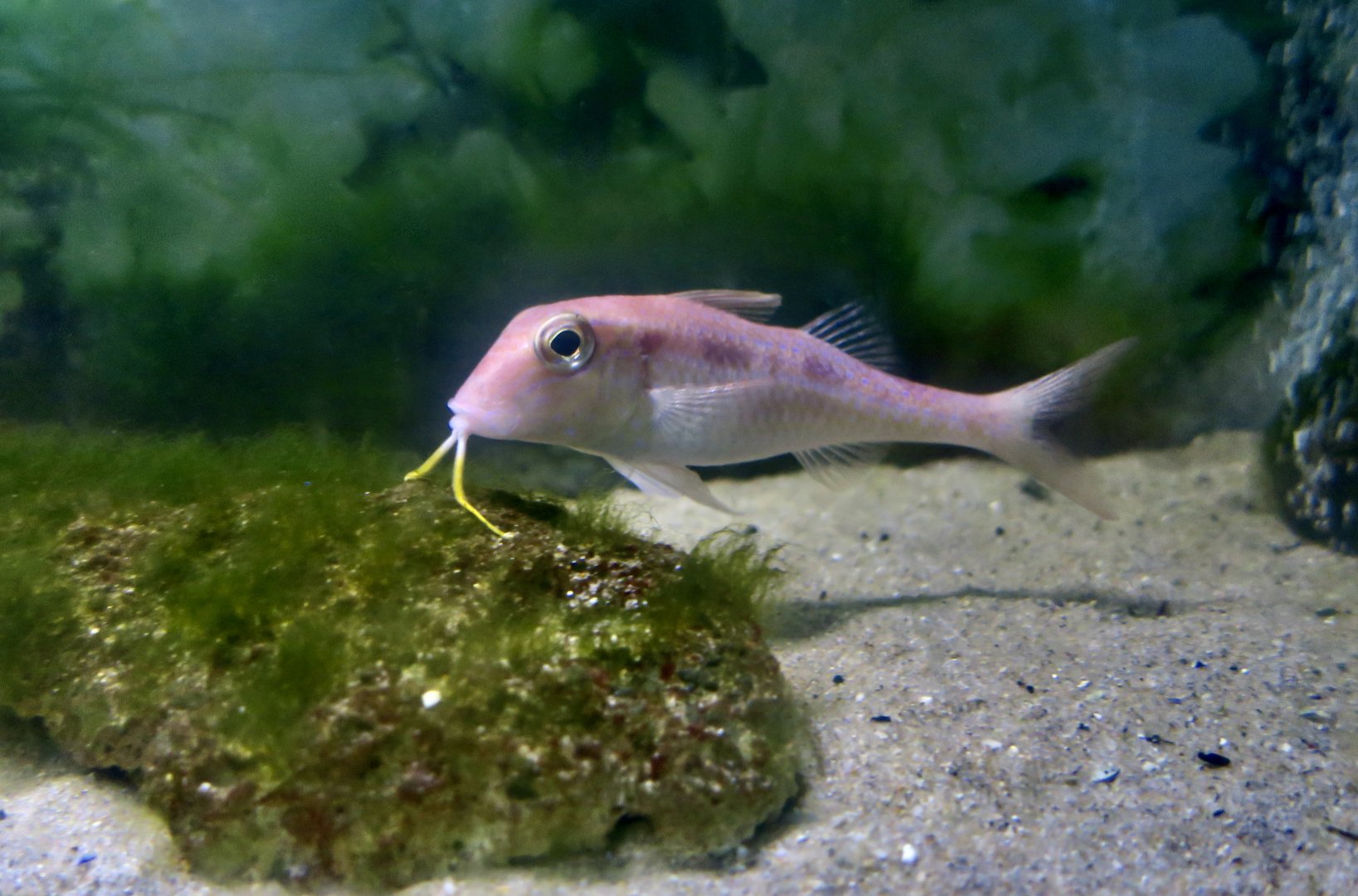 Spotted Goatfish (Pseudupeneus maculatus)