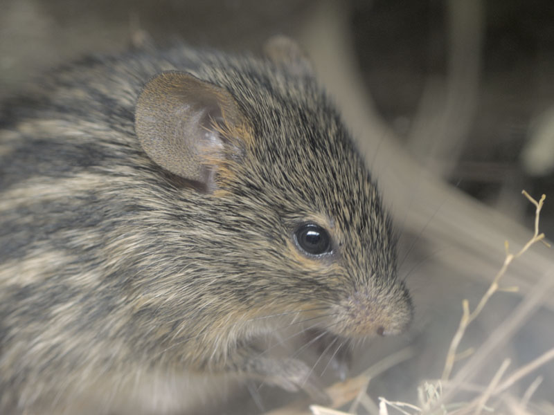 Spotted grass mouse