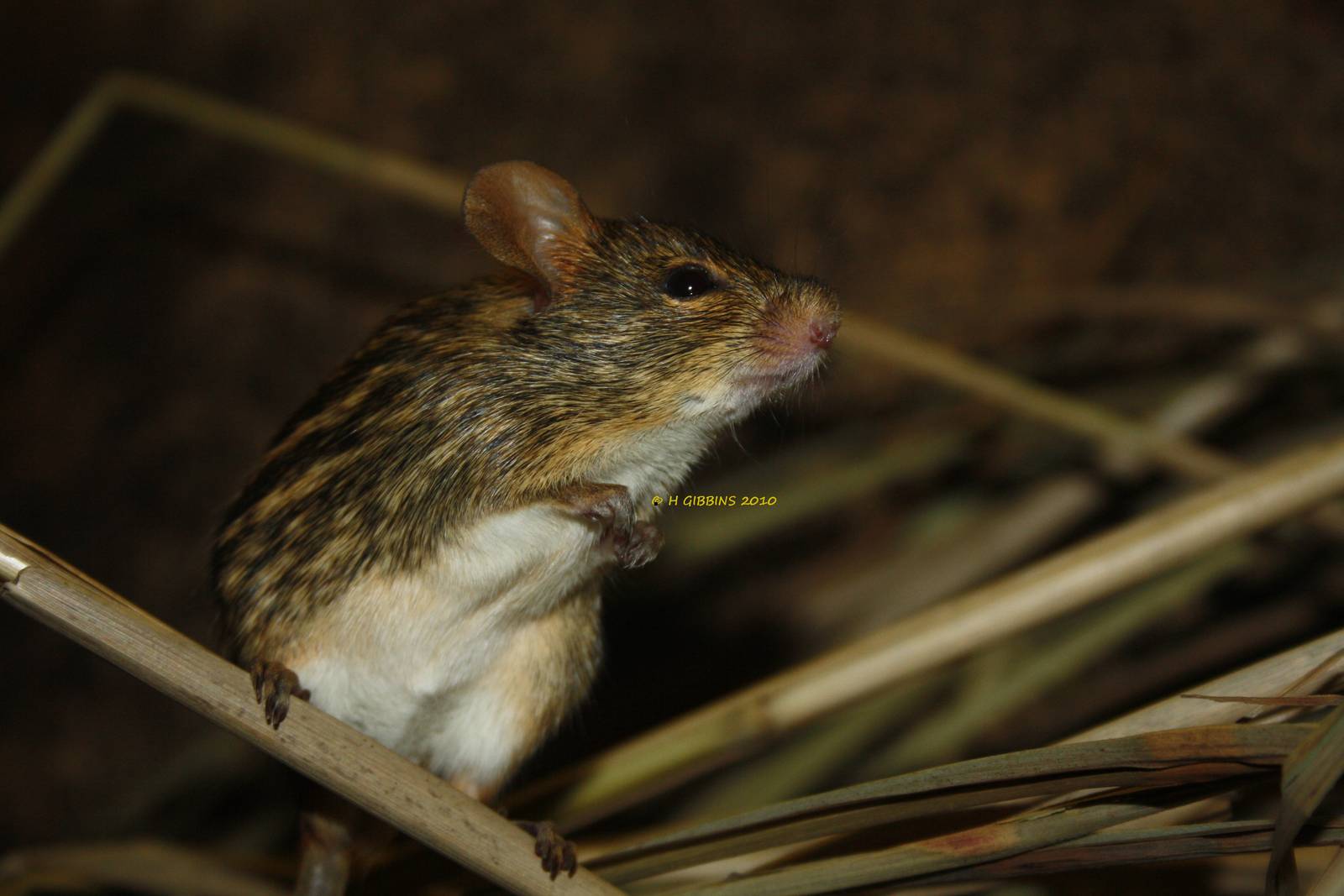 Spotted Grass Mouse