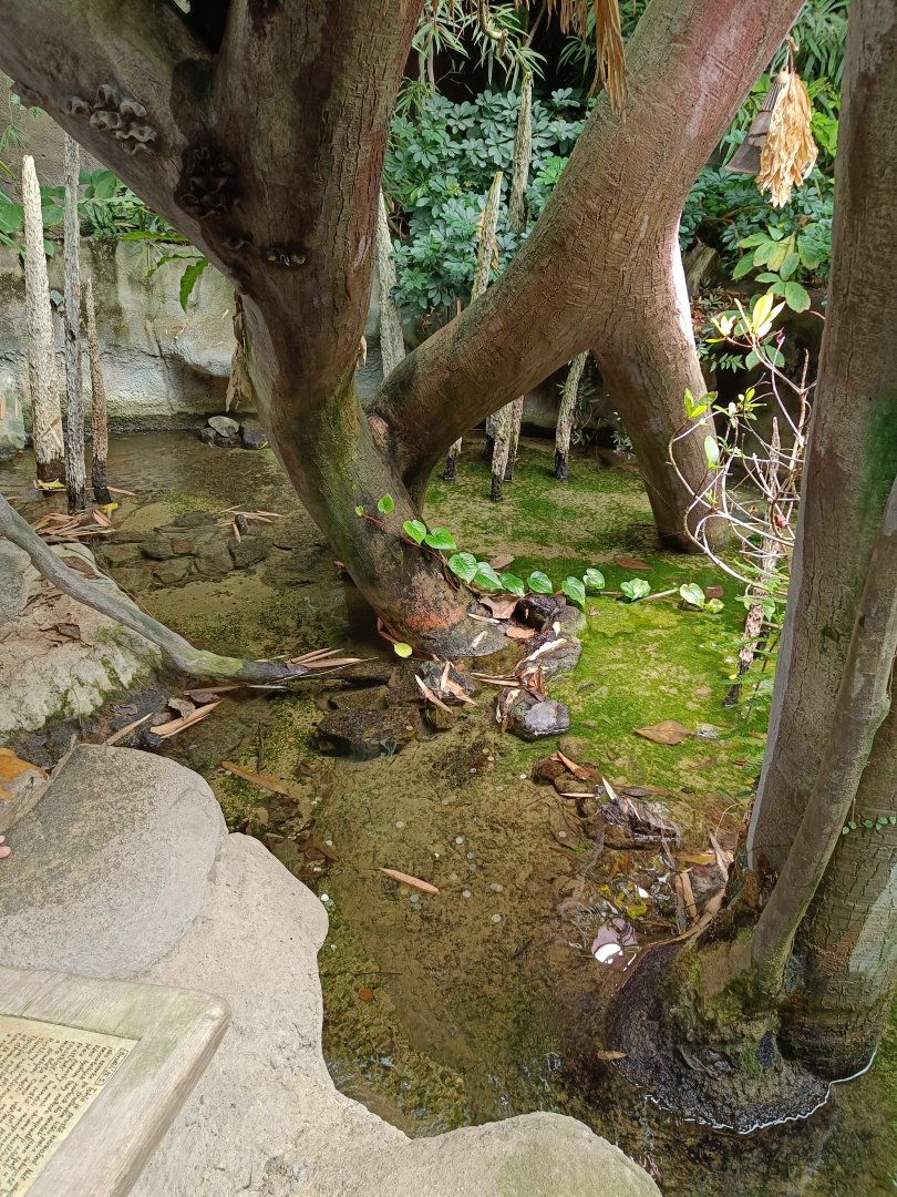 Spotted Green Pufferfish pool - Indonesian Jungle Pavilion