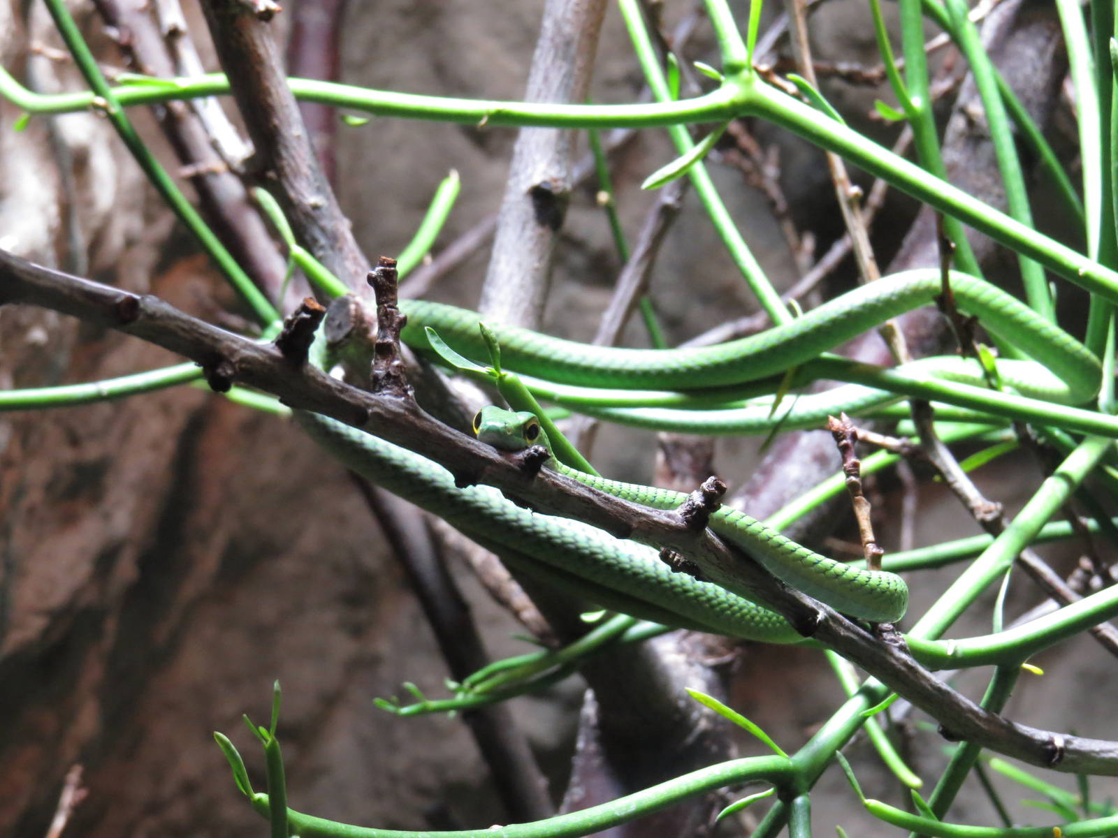 Spotted green snake, June 2015